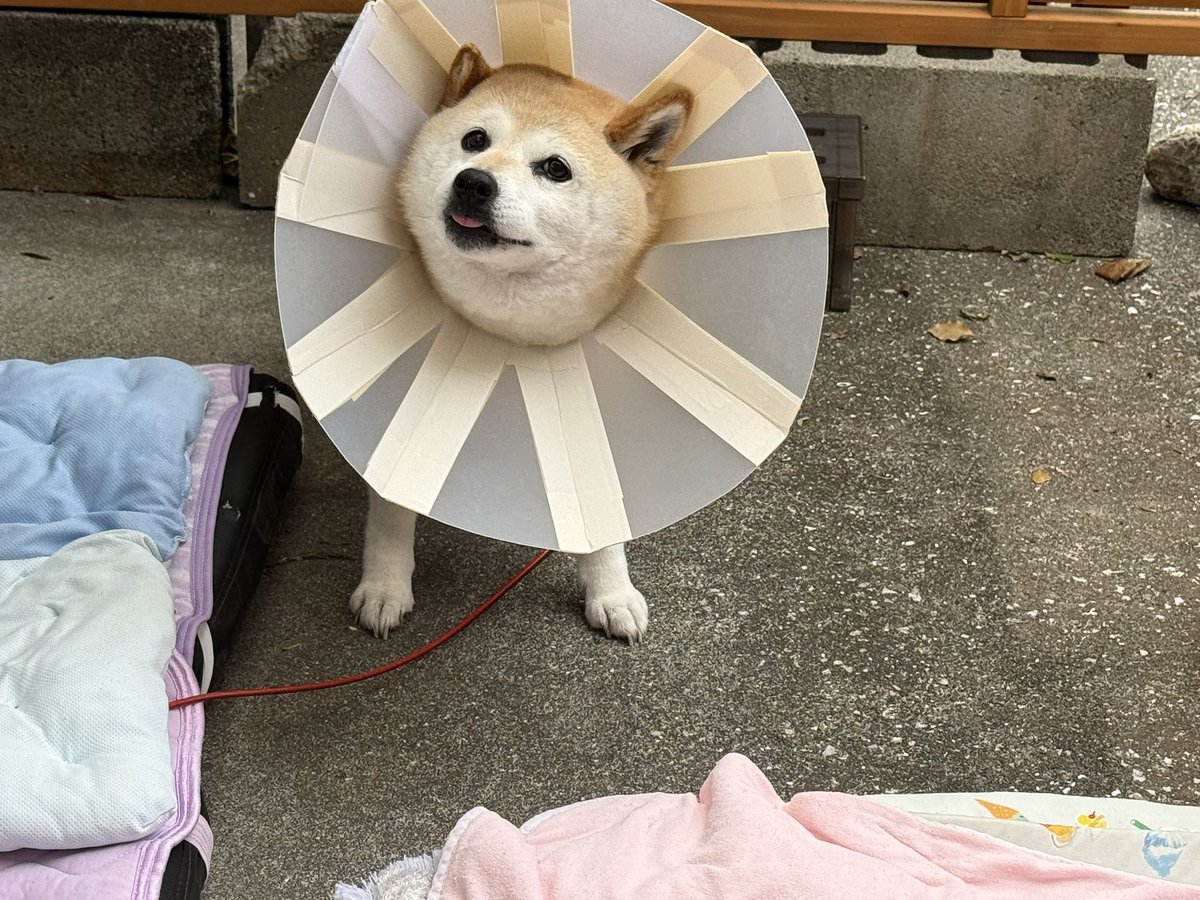 YumeShibainu510's tweet photo. ドリドリドリルゥウウウウッ🌀 https://t.co/TSszMCTSr1