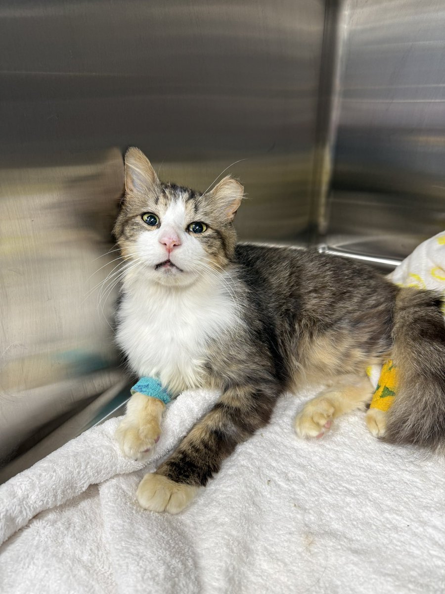 Friends of Bear Cat Rescue tweet media