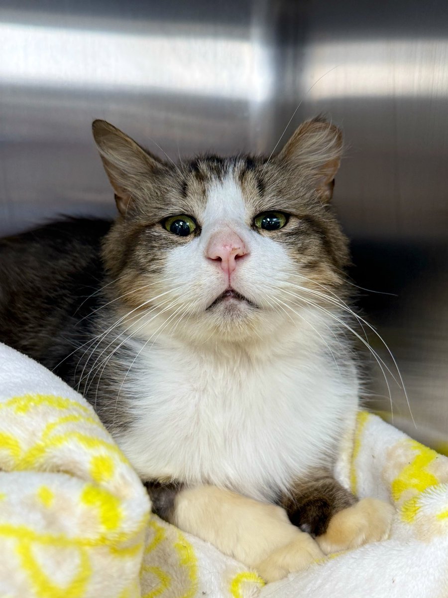 Friends of Bear Cat Rescue tweet media