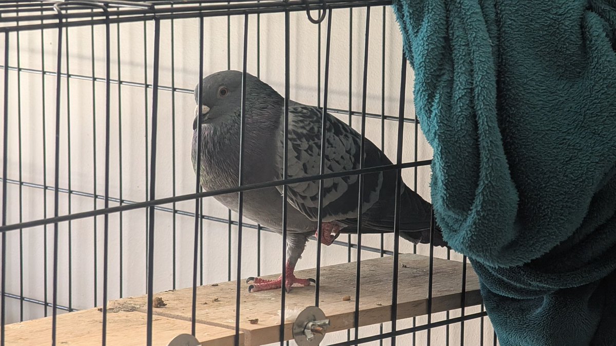 alexandra 🕊️ 🦖 tweet media