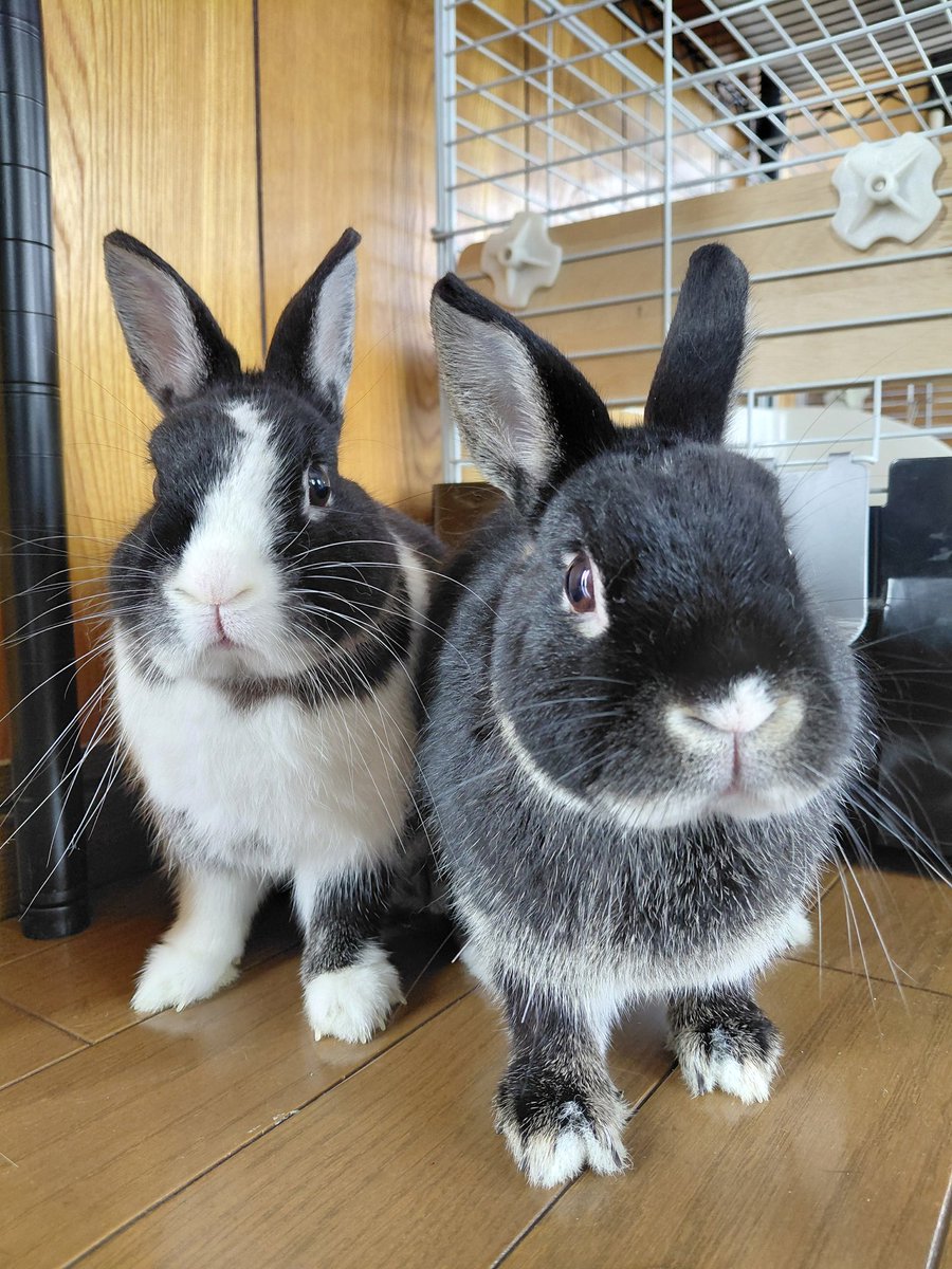 うさぎ様 おはようございます #うさぎ