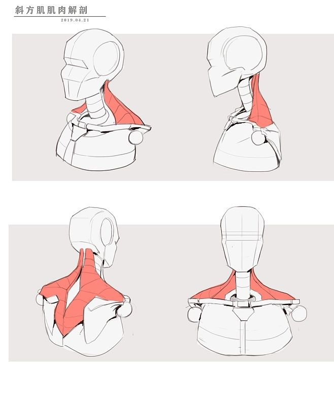oldmanlux's tweet photo. Neck anatomy gets way easier when you break the muscles down by angle 👀 https://t.co/mXk2NZSJ8n
