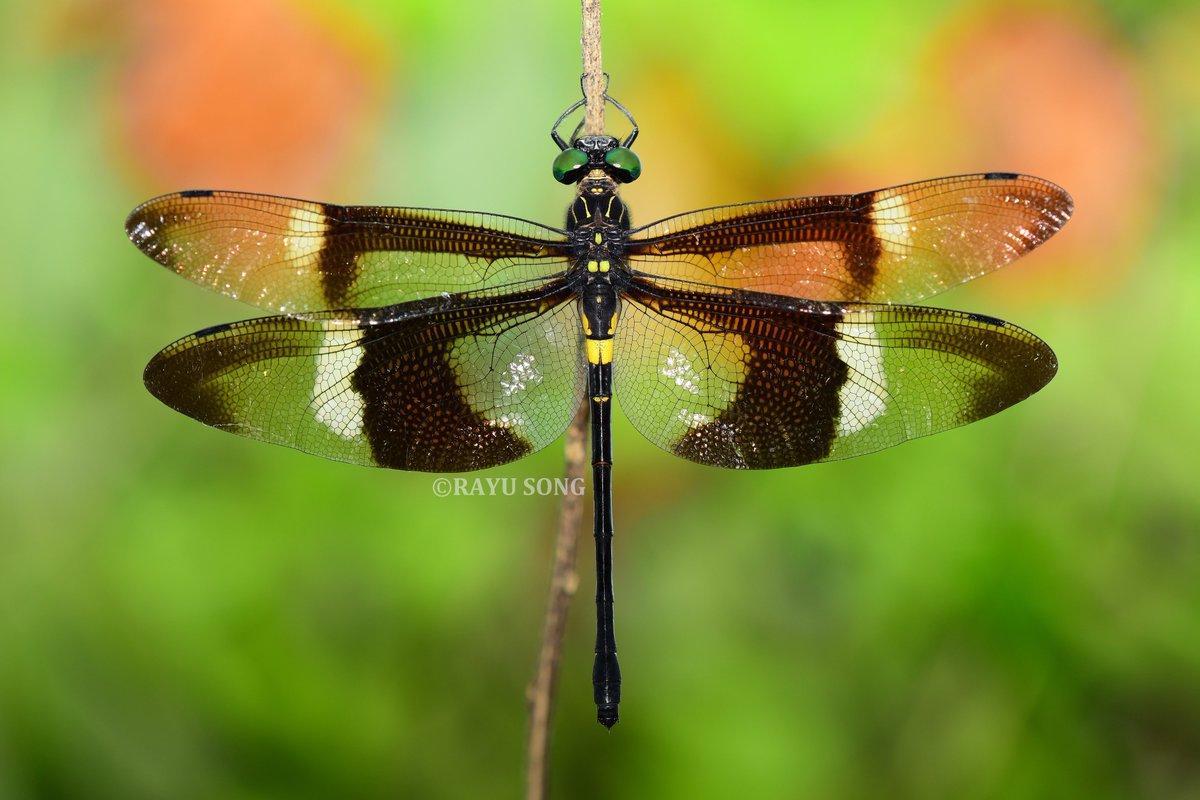 RayuSong's tweet photo. 越南春季。
黑带裂唇蜓 - Chlorogomphus aritai，雌性。
越南最著名的蜻蜓之一。 https://t.co/WUKpKp3evr