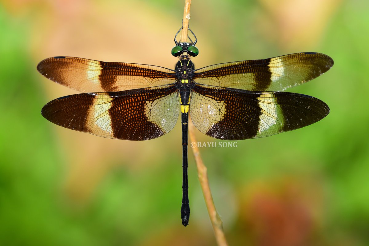 RayuSong's tweet photo. 越南春季。
黑带裂唇蜓 - Chlorogomphus aritai，雌性。
越南最著名的蜻蜓之一。 https://t.co/WUKpKp3evr