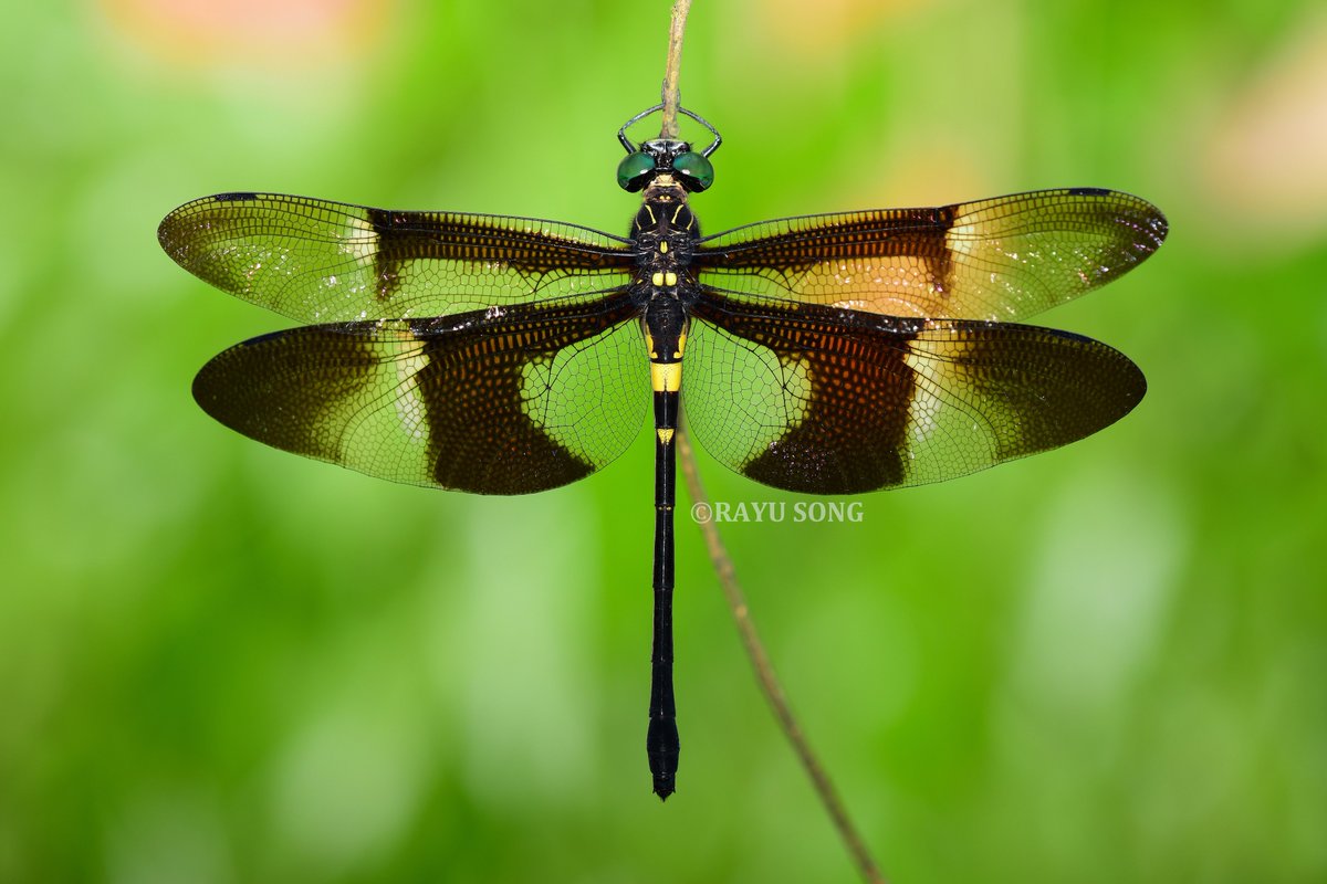 RayuSong's tweet photo. 越南春季。
黑带裂唇蜓 - Chlorogomphus aritai，雌性。
越南最著名的蜻蜓之一。 https://t.co/WUKpKp3evr
