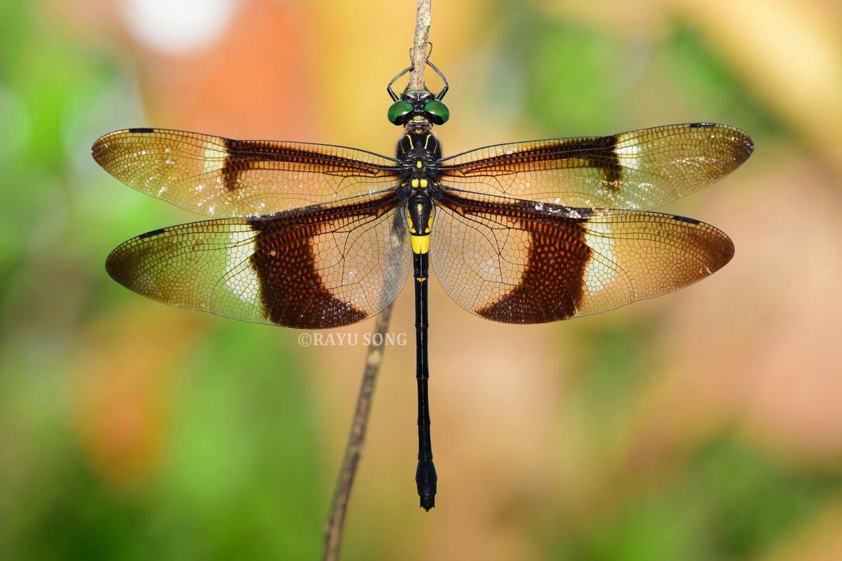 RayuSong's tweet photo. 越南春季。
黑带裂唇蜓 - Chlorogomphus aritai，雌性。
越南最著名的蜻蜓之一。 https://t.co/WUKpKp3evr