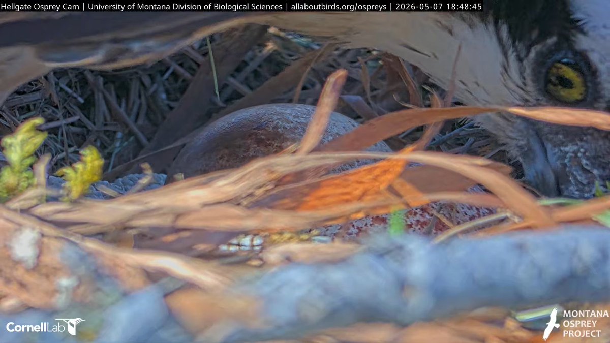 Hellgate Osprey tweet media