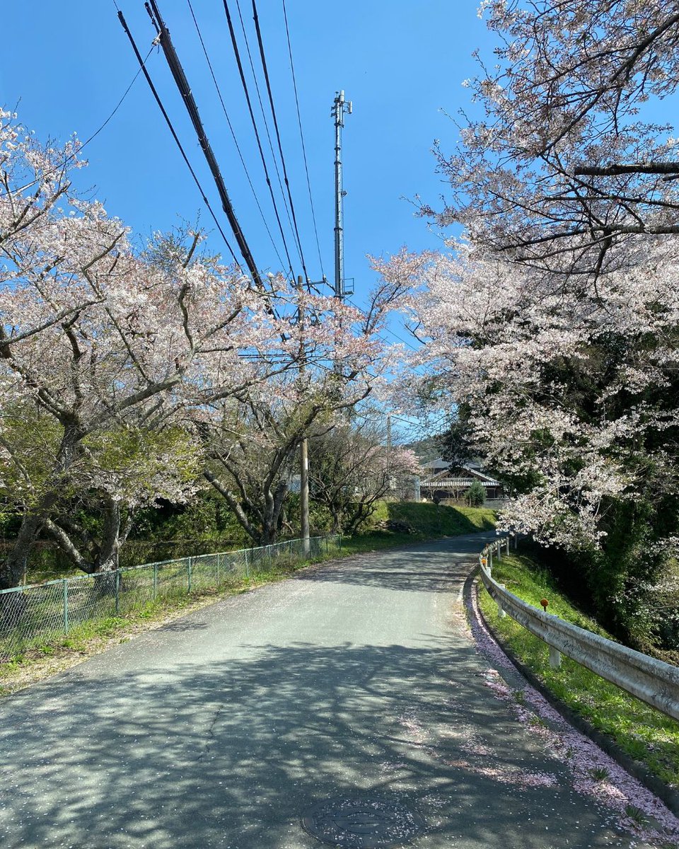その他の写真は、 日常の中でふと見つけた桜たちです。 何気ない場所