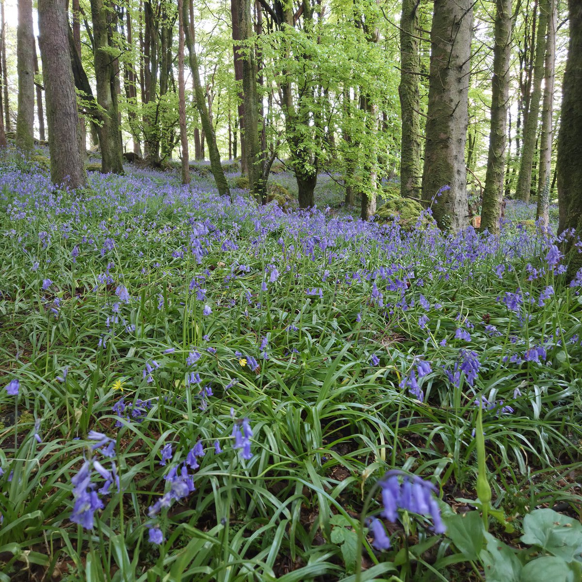 veliengg's tweet photo. @magnumlady Union wood :) https://t.co/xUJs3277Yt