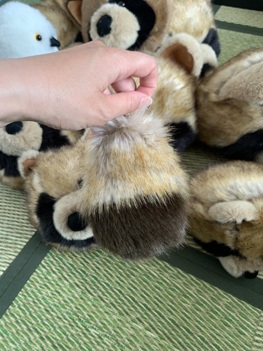 たぬきのしっぽ いい感じのたぬきのしっぽ。 これも略すとたぬぽだなあ…。
