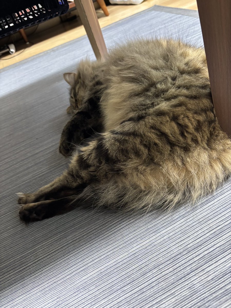私、魔女のキキです！
こっちはサビ猫のこまち
と謎生物みこと！