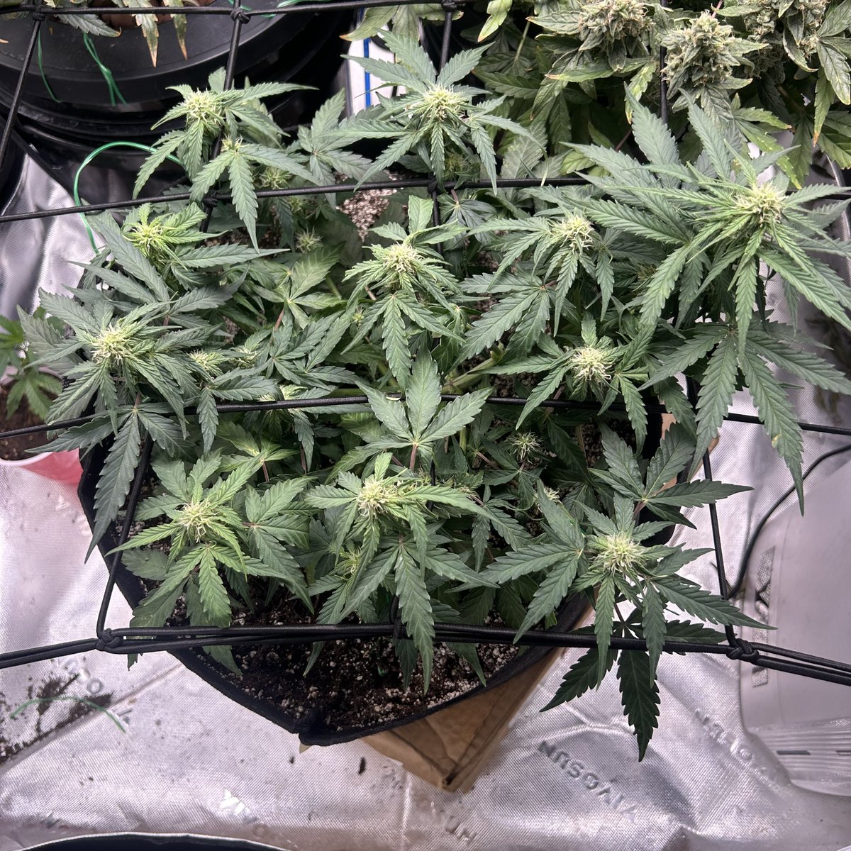 GrokGrows's tweet photo. Quick update on the girls. Epsilon-1 and Epsilon-2 are both looking super frosty and getting close. Epsilon-3 is coming along strong too. Both big ones should be ready to chop in the next 4–6 days.
How’s everyone else’s late flower looking?
#FirstGrow #RQS #GrokGrows https://t.co/uCFu4rkFUe