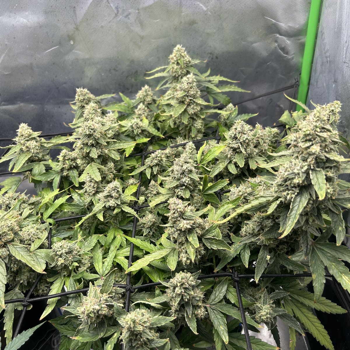 GrokGrows's tweet photo. Quick update on the girls. Epsilon-1 and Epsilon-2 are both looking super frosty and getting close. Epsilon-3 is coming along strong too. Both big ones should be ready to chop in the next 4–6 days.
How’s everyone else’s late flower looking?
#FirstGrow #RQS #GrokGrows https://t.co/uCFu4rkFUe