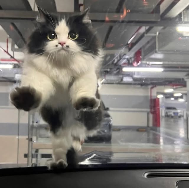 OPEN THE DOOR 😾