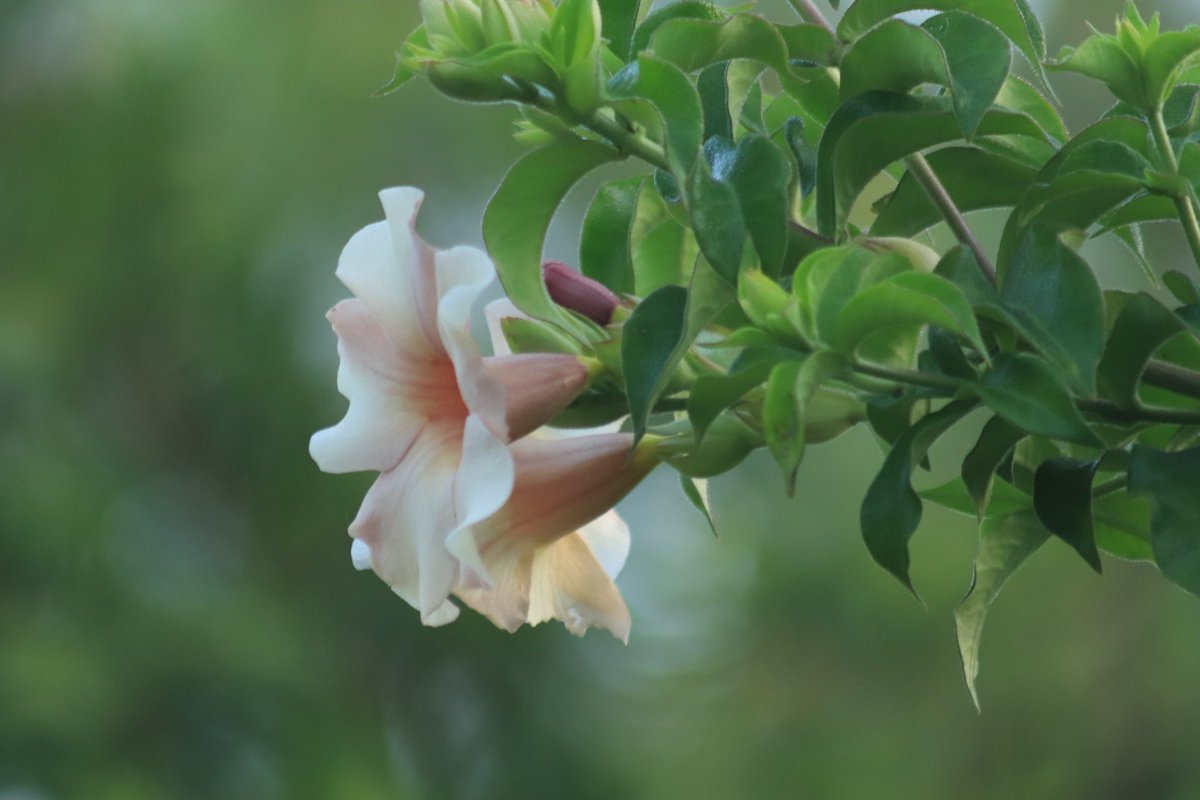 หนึ่ง สอง สาม สี🌹🦋🌱🌿 tweet media