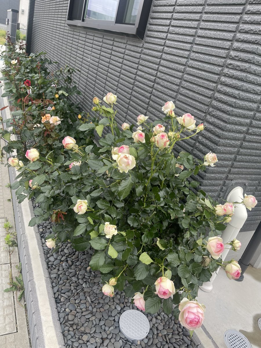 🐬🏝𓂃充彦 🌹 tweet media