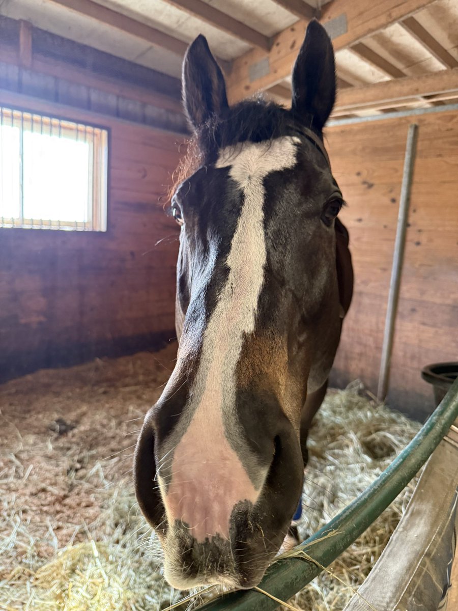 TwoMares's tweet photo. Love it when a family friend says all your kids have such exciting news! Bro 1 moved in with his gf, bro 2 and his wife just announced they’re pregnant, sister is engaged and they have a wedding date planned.
Cool guess I’ll just be over here with my dog and my horse… https://t.co/tRPUhuwoNF