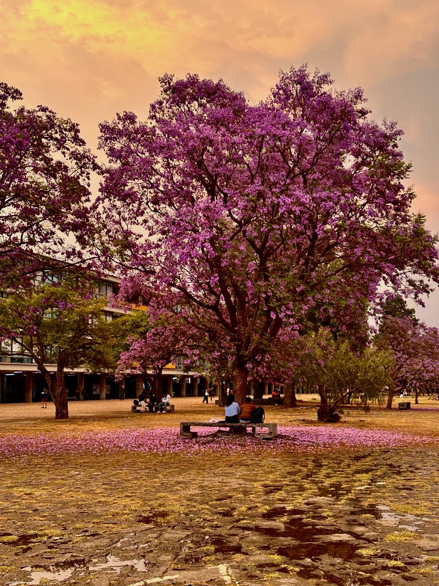 UNAM_MX's tweet photo. Atardeceres de #PostalUNAM en #CU 🥰. ¿Has presenciado alguno? Comparte con nosotros tus mejores capturas de la vida universitaria en nuestro Instagram oficial > https://t.co/myKTp67L74 https://t.co/ZjPH9gKNuR