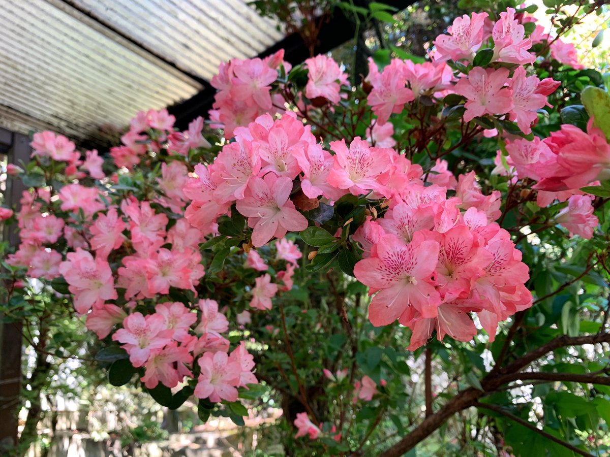 綿貫芳子 tweet media