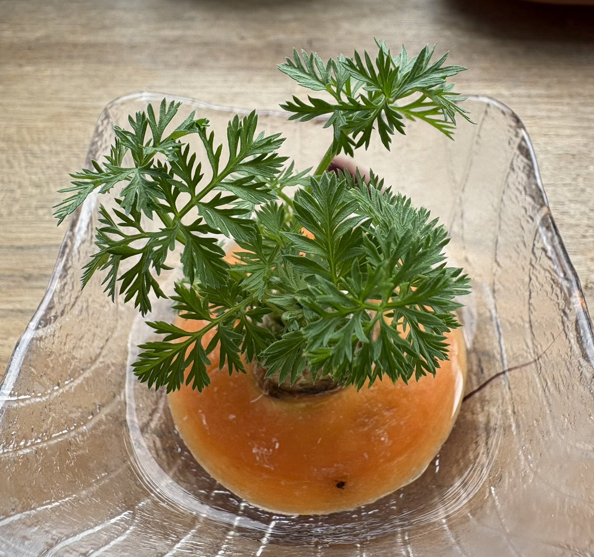 出窓観察記
性懲りも無く　またやってます　人参の🥕葉っぱ🌱
