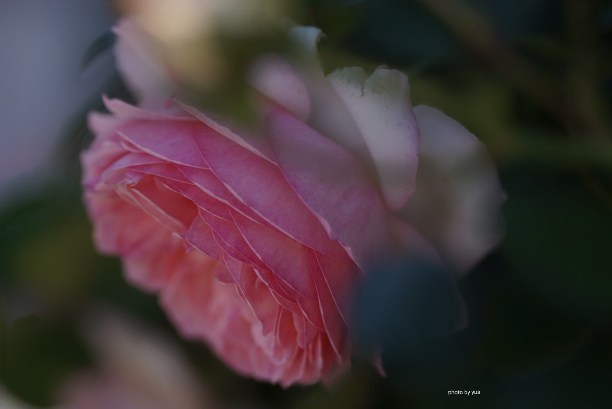 ❀ 𓂃𓈒𓏸Love & Sweet 𓂃𖤥𖥧𖥣⋆* tweet media