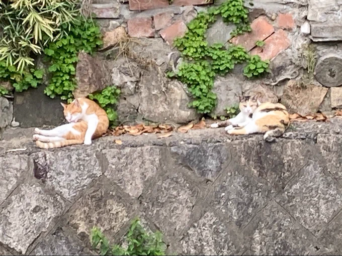 本日の成果。猫ちゃん
