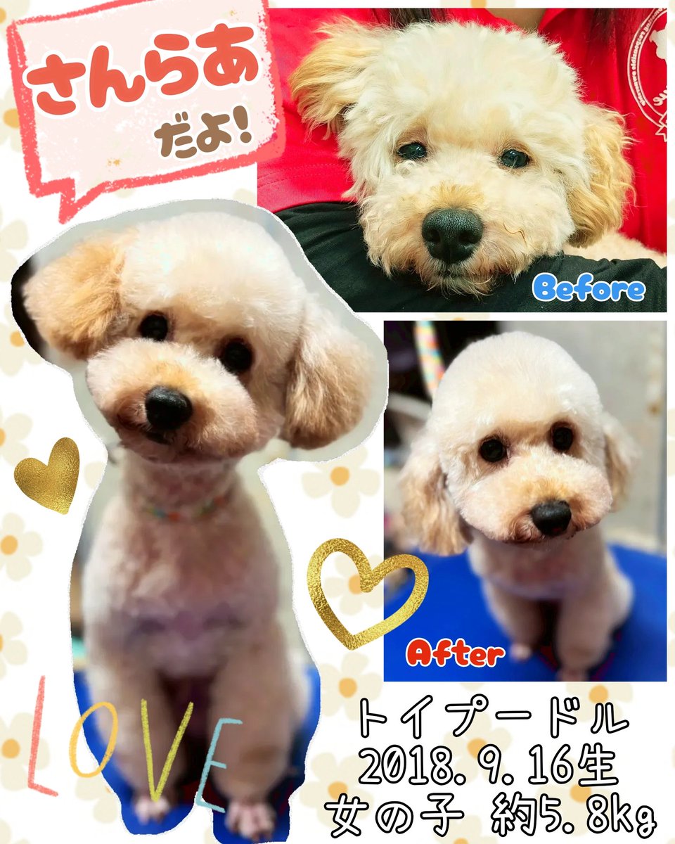 日に日に甘えん坊度が増しているさんらあ💕

もこもこさんになったのでトリミングをしてスッキリです👍✨️

カフェの子たち🐶🐱は月に1回は全身のお手入れをしてお迎え準備万端でご家族との出会いを待っています🫶

さんらあもお手入れが終わったら頑張ったねのなでなでをたくさんして貰いました🥰🥰