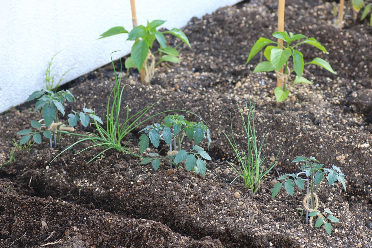 nikkoseed's tweet photo. ミニトマトにコンパニオンプランツ💞
丸種さんの「甘っこ」🌱の間に、「ネギニラ」（ネギとニラの交配種）🌱を植えました。🧑‍🌾
お互いの「いいとこどり」を期待です。
収穫が楽しみです。🥰😊
#ミニトマト #ネギニラ #コンパニオンプランツ #家庭菜園 #甘っ子 #野菜苗 #相性 #いいとこどり #丸種 https://t.co/qYkgAwT5Iy