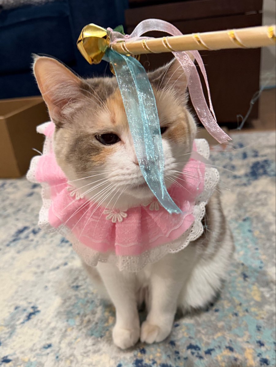 Panko A. Cat’s Mom tweet media