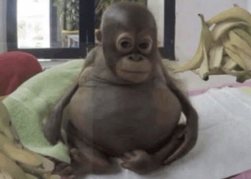 monkey spit tweet media