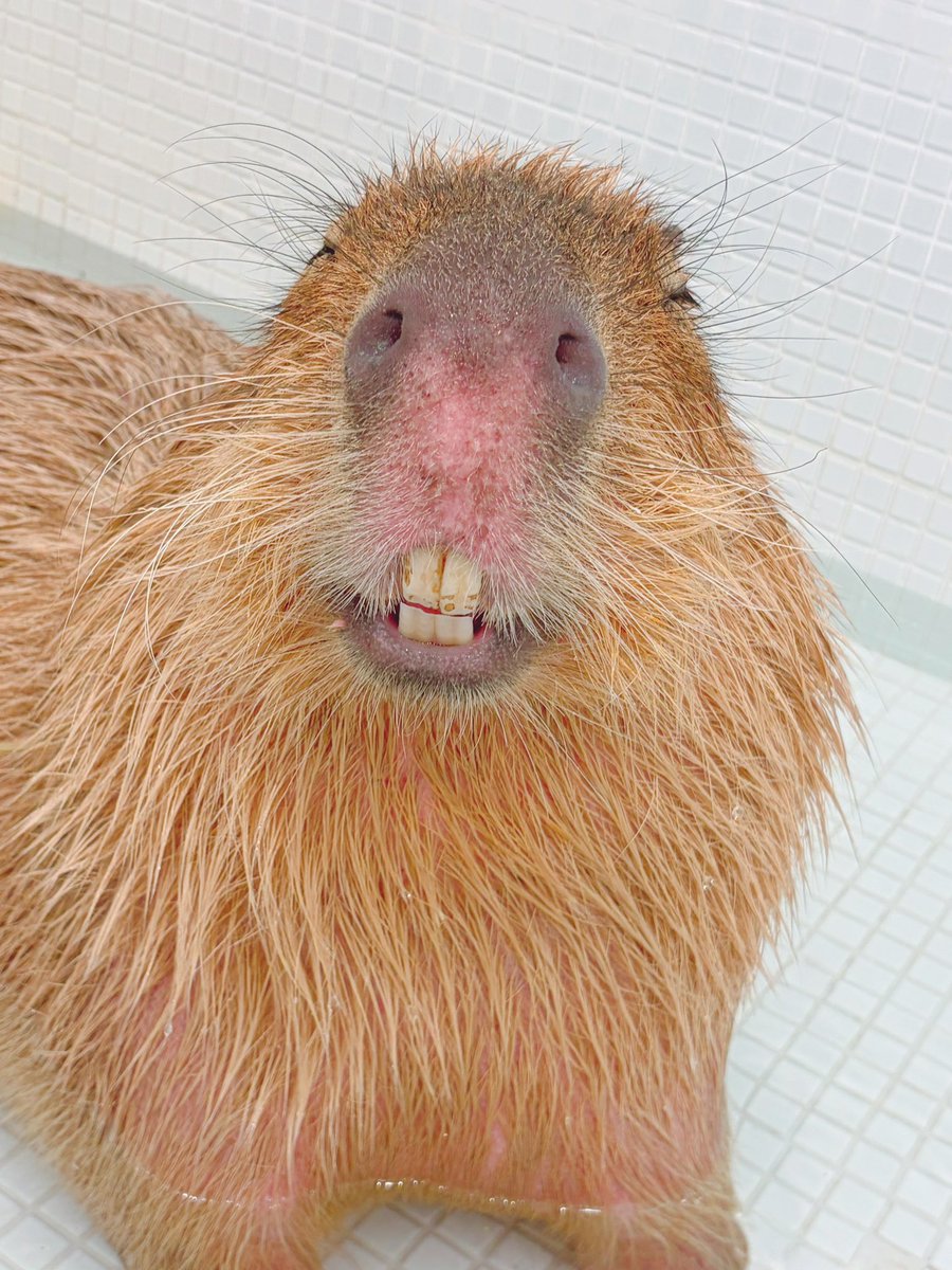 😁

#カピヴィレッジ #capyvillage #カピバラ #capybara