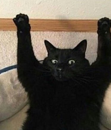 blackscats's tweet photo. My cat got some catnip and he’s been laying like this for 1 hour 😭 https://t.co/qFtHPueVhF