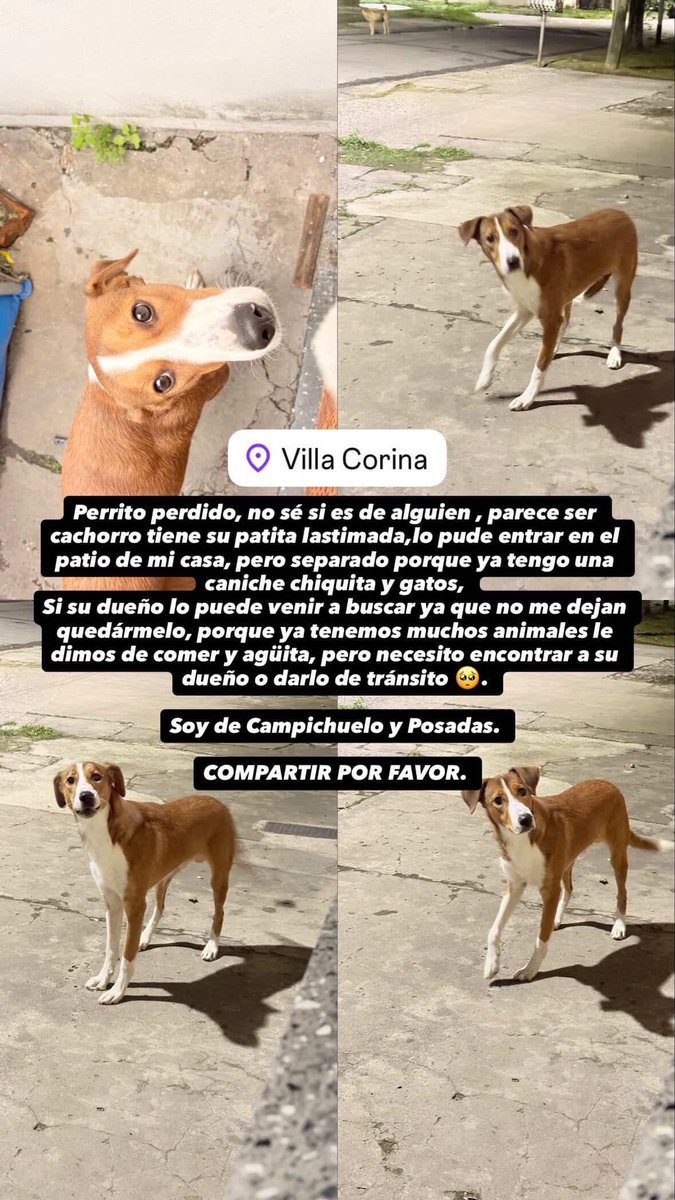 Perrito 🐶 perdido
