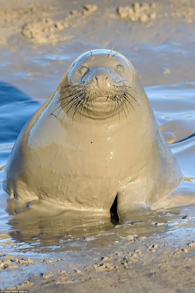 you are being judged by the sludge seal