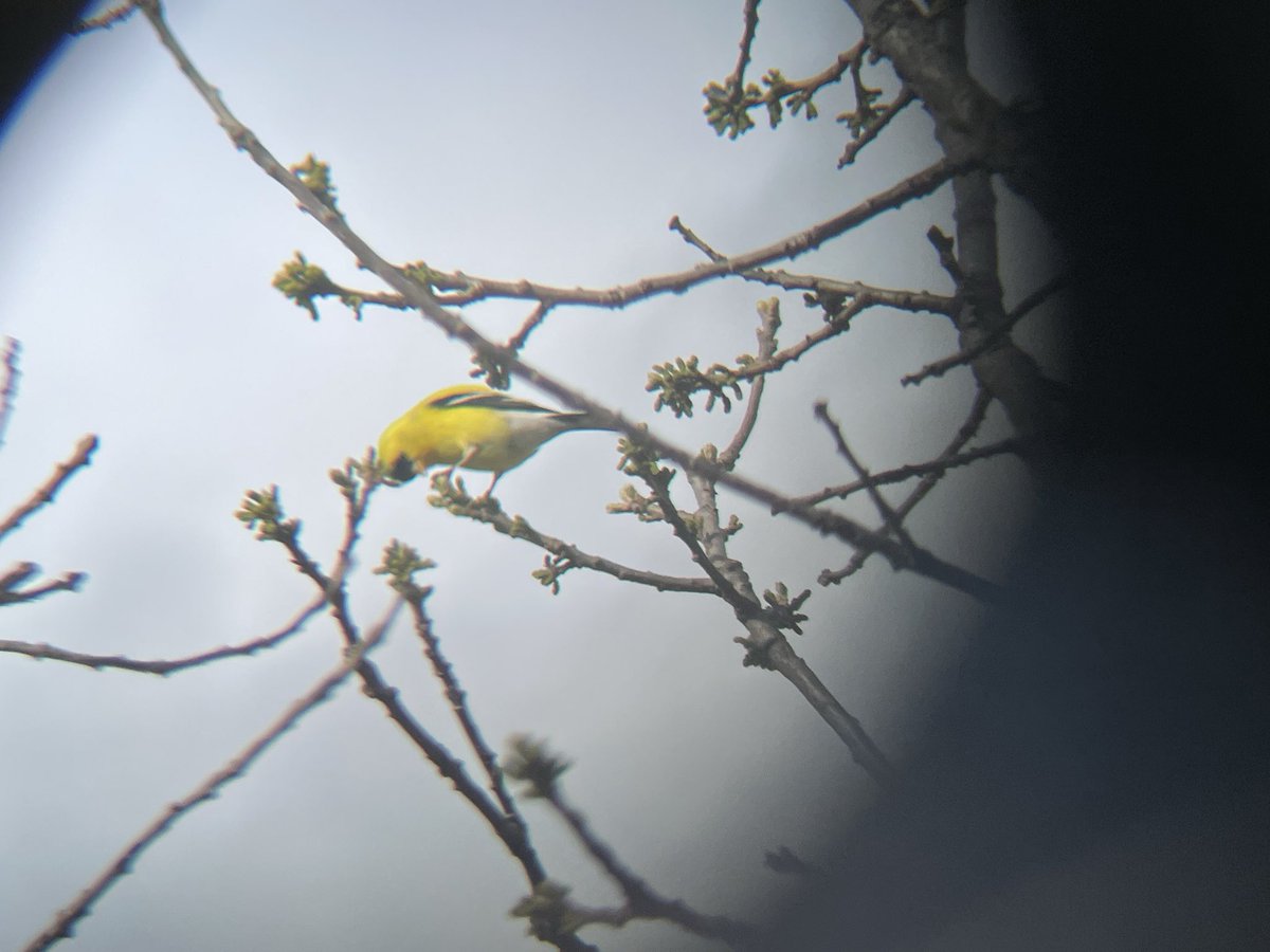 th_louvre's tweet photo. Birding twitter find mee https://t.co/5NS8joEi0G