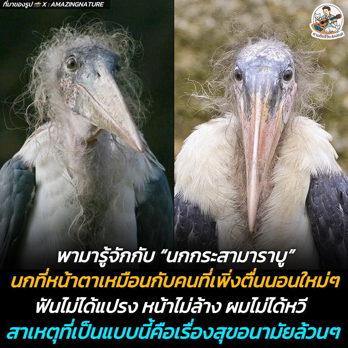 หน้าไม่ล้าง ฟันไม่แปรง ผมไม่หวี = สุขอนามัย 
(มีรูปเพิ่มเติมของน้อง)
เห็นภาพนี้แล้วอดขำไม่ได้จริงๆ เพราะสภาพของน้องเหมือนคนที่เพิ่งตื่นนอนแล้วยังไม่พร้อมรับแขก นี่คือ "นกกระสามาราบู" (Marabou Stork) นกกระสายักษ์จากแอฟริกาที่มีเอกลักษณ์คือความเซอร์