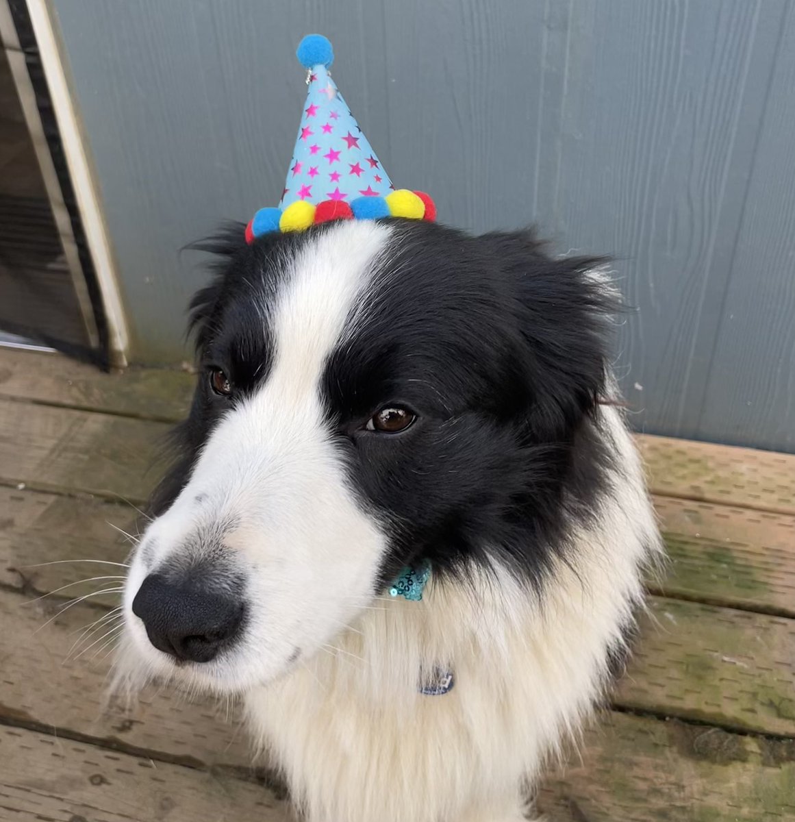 Beacon, (In Home) Border Collie Service Dog tweet media