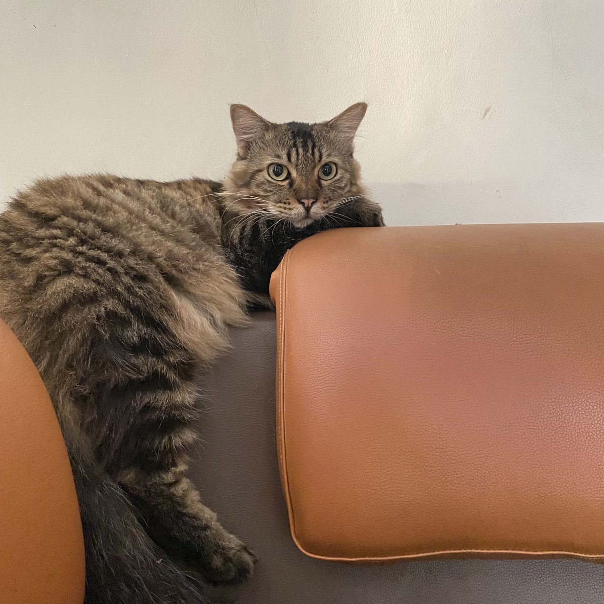 destiyulia's tweet photo. @rnrvt02 mau aku adopt buat nemenin kucingku biar kembar tp jauh bgt 🥹 https://t.co/eK2QAuFtwb
