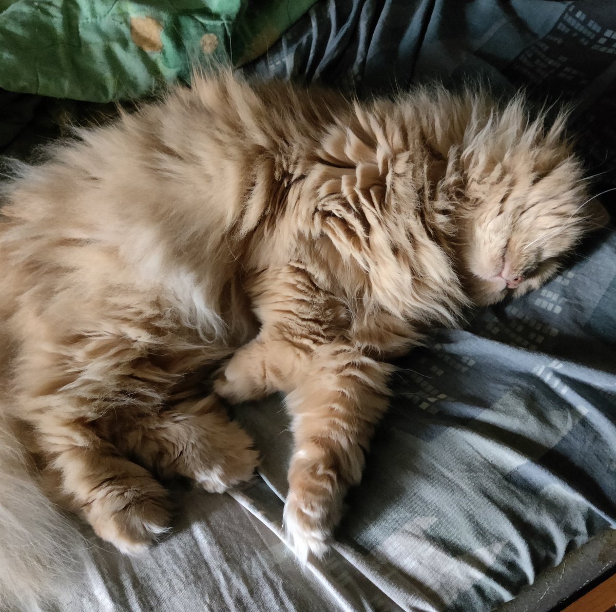 Барсик утренний. 😽