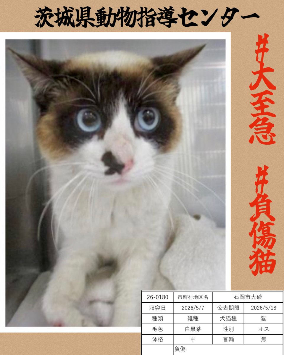 🆘♦️🆘♦️🆘
大至急‼️ #負傷猫
7日収容は負傷猫さん続きます
詳細は不明です
画像から心当たりありませんか
公示が切れればセンター登録の
ボラ団体様経由で里親さんになれます。
センターの子達に目を向けてください
🆘5/7茨城県動物指導センター 🆘
🚨公表期限5月18日
🔹 石岡市大砂で保護