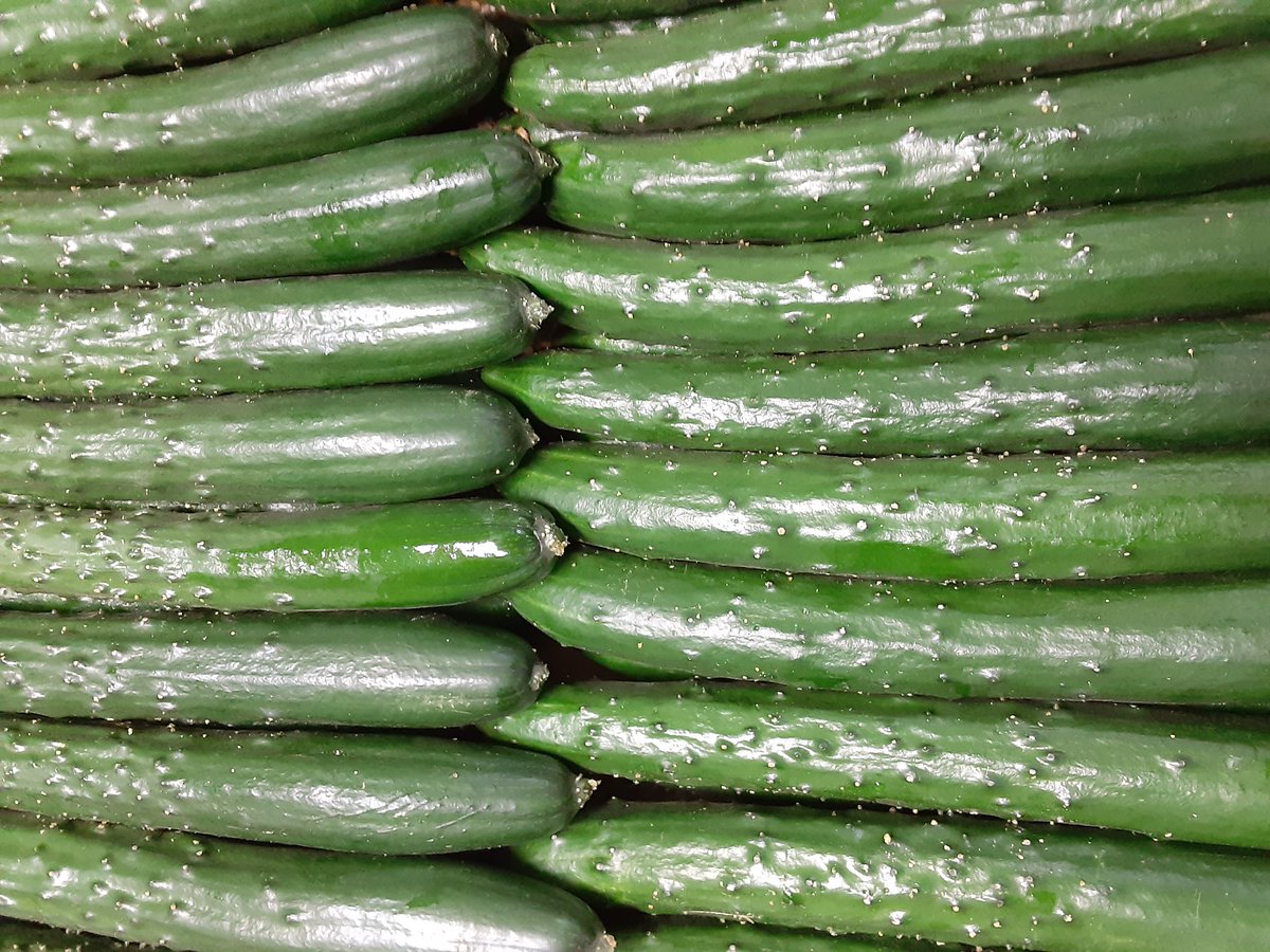 santousai's tweet photo. 埼玉産のキュウリです
キュウリも結構出てきました
キュウリ、トマト、ナスなどの果菜類・夏野菜が増えてきました
GWはイベント等も担当してたので
かなり忙しかったです!! https://t.co/pCWA8ejPPO