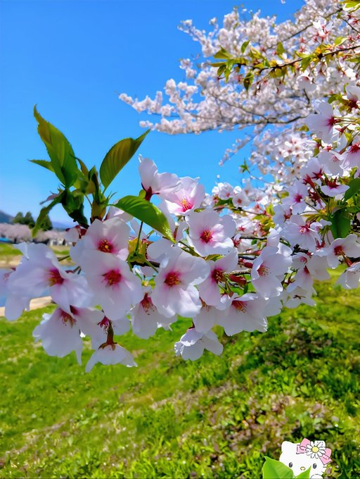 katsupan's tweet photo. 青い空に映える桜、春の陽気を感じる一枚です。 https://t.co/zDohvxYI5M