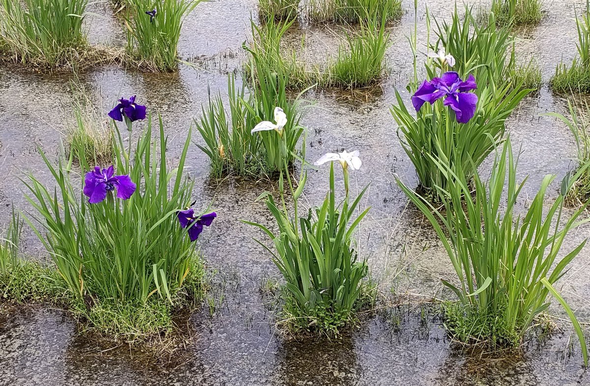 アヤメか菖蒲か判らんが咲き始めた。