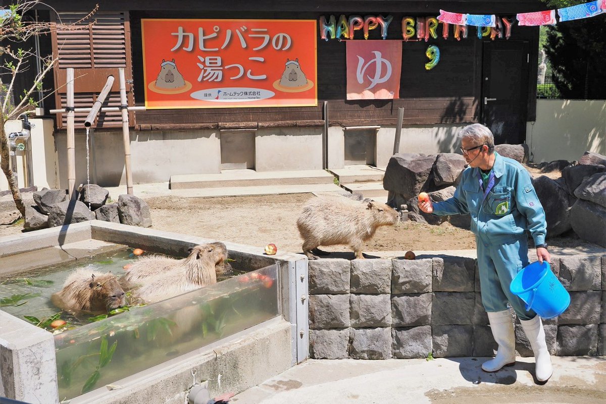 【カピバラの誕生会を開催しました】
#カピバラの湯っこ 最終日の5月6日、この日9歳の誕生日を迎えた「グリンピース♂(左)」と「らっかせい♀(右)」をお祝いし、ハート型に掘ったリンゴをプレゼントしました🍎
湯っこは11月まで一旦お休みしますが、これからはプールで泳ぐ姿をぜひご覧ください！
