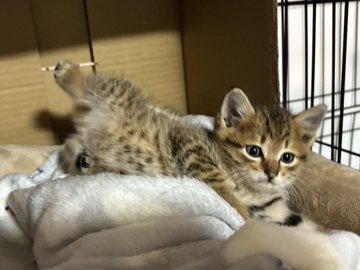 sheltiebud's tweet photo. ふわふわの子猫が、あどけない顔でこっちを見てる✨ https://t.co/vB6N6Zylur