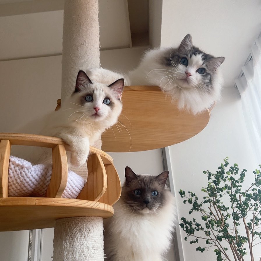転生したら‎ねこ🤍🐈⸒⸒⸒⸒💫 tweet media