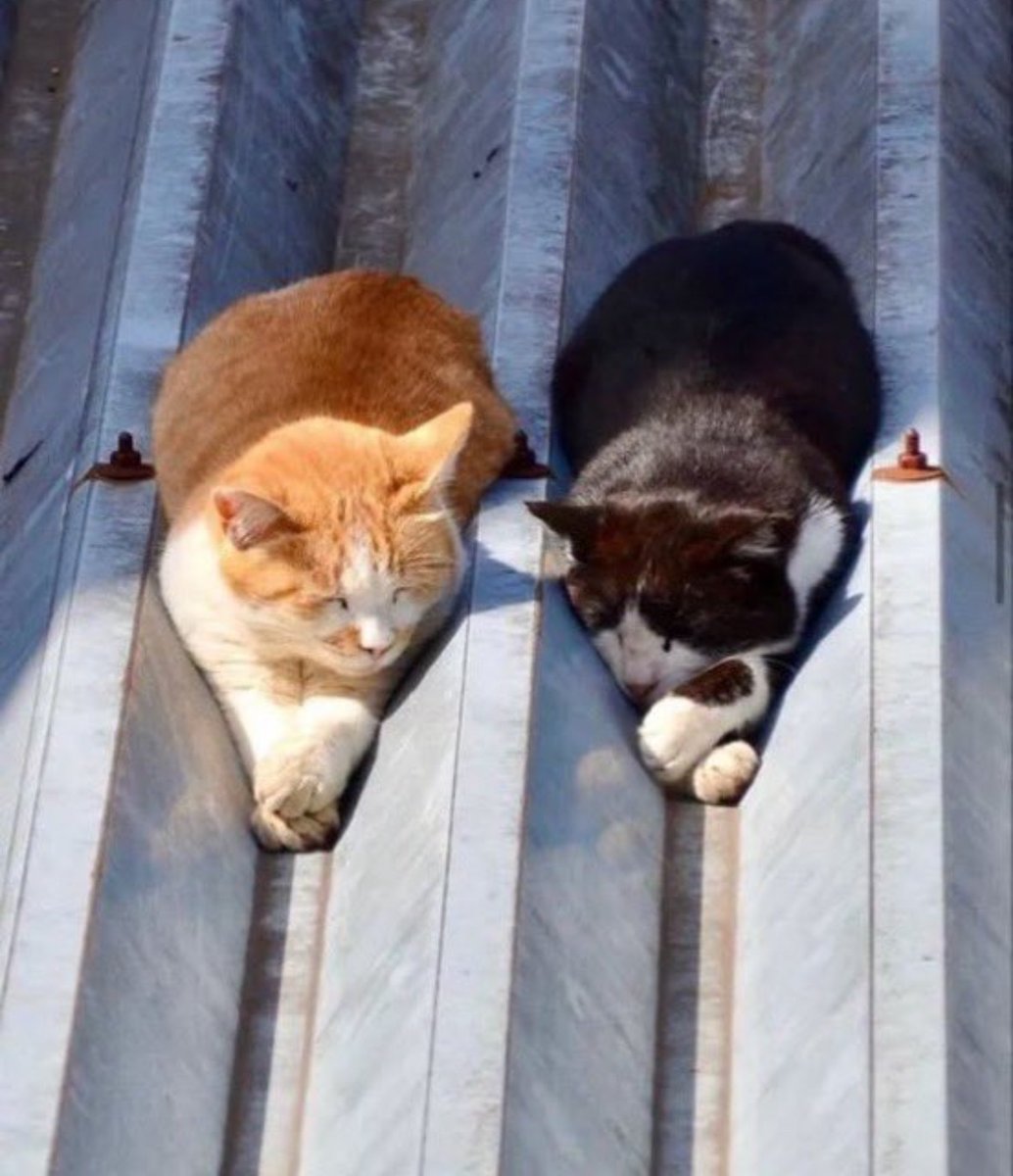尊い動物 tweet media