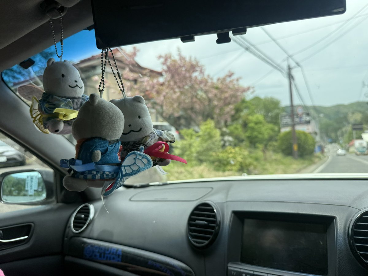 Post by ふわふわの くまz on X: さくらさく