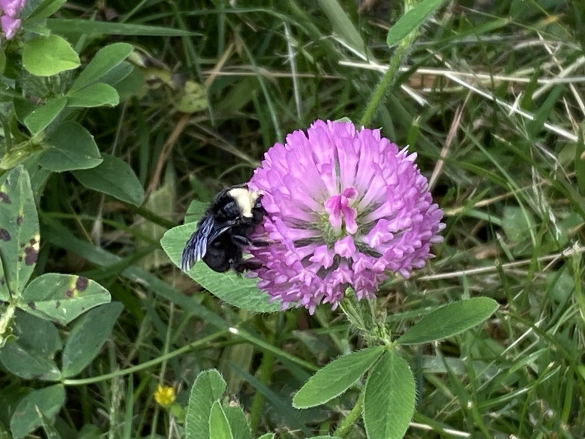 ... our job as human is to support #bees in their process of learning &amp; adaptation, being mindful of the habitat they need and the poisons and stresses they don't.
<a href="/NatGeo/">National Geographic</a> 🌺🐝🌼

#SaveTheBees #FlowersOnFriday #Pollinators
#NoMowMay #JoyTrain #NaturePhotography