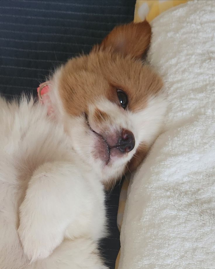 puppies tweet media